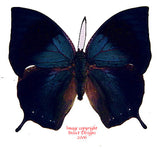 Memphis philumena (Peru)